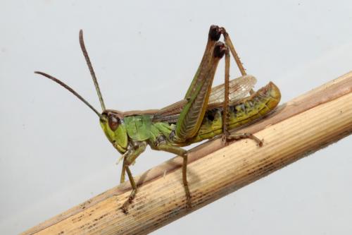 Réf. 236 900 : Pseudochorthippus parallelus